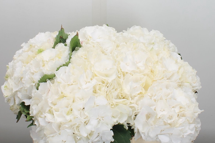 <h4>Hydr M White Verena 50cm</h4>