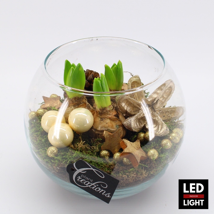 <h4>HYCXM-2309LED Hyacint Kerst terrarium</h4>
