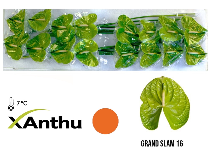 <h4>ANTH A GRAND SLAM</h4>