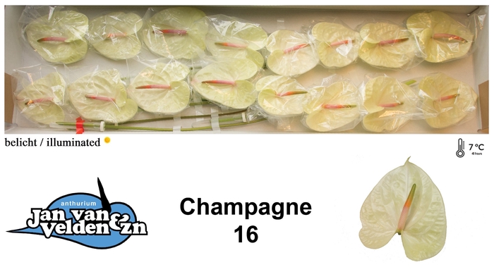 <h4>Champagne 16</h4>