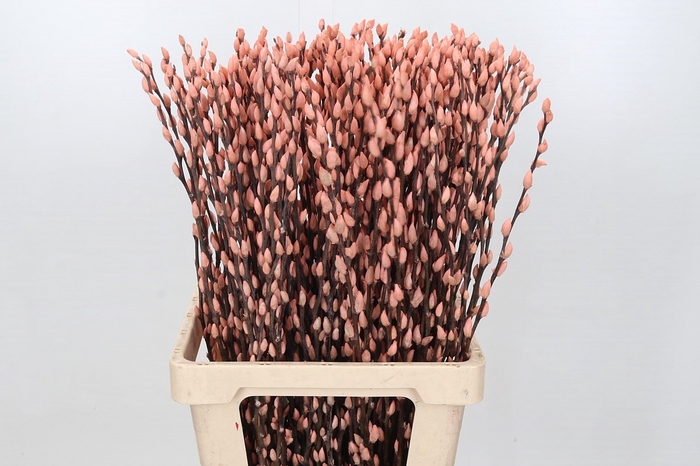 <h4>Salix paint pussy willow salmon</h4>