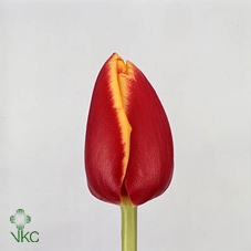 <h4>Tulipa si denmark</h4>