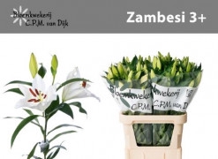 <h4>Lilium Oriental Zambesi</h4>