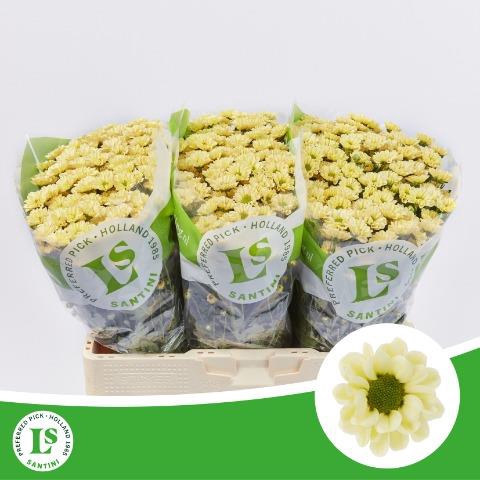 <h4>Chrys sa rossi cream</h4>