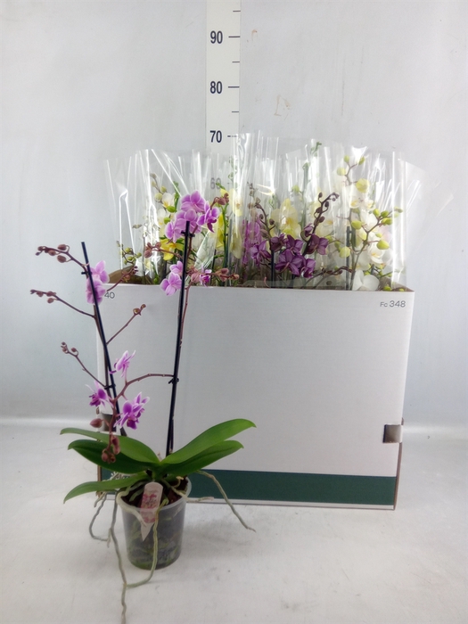 <h4>Phalaenopsis Multi. ...mix 6</h4>