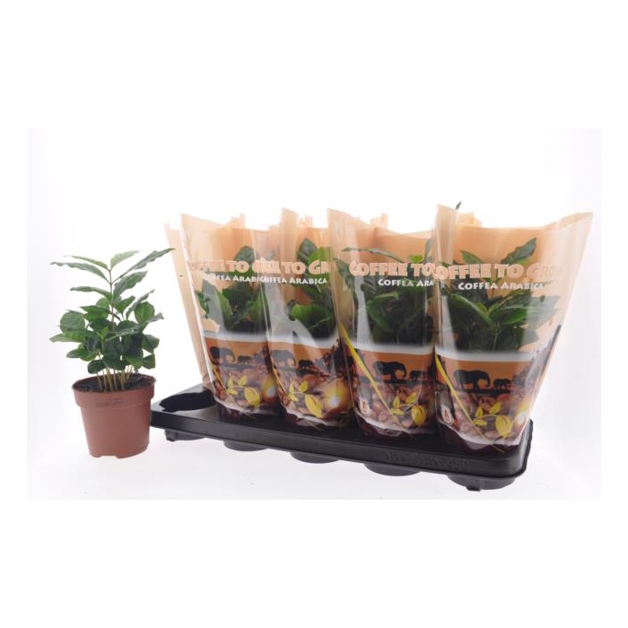 <h4>Coffea Arabica in pot 12Ø 30cm</h4>
