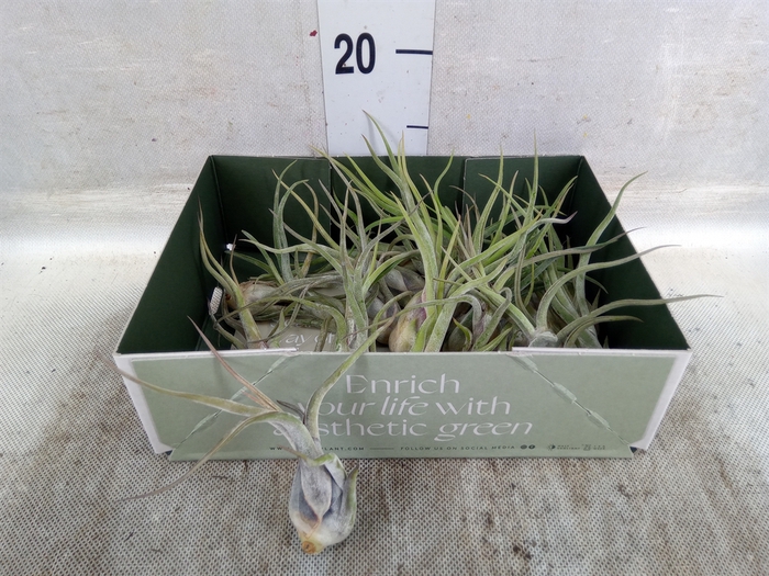 <h4>Tillandsia</h4>