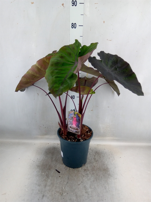 <h4>Colocasia Esculenta</h4>