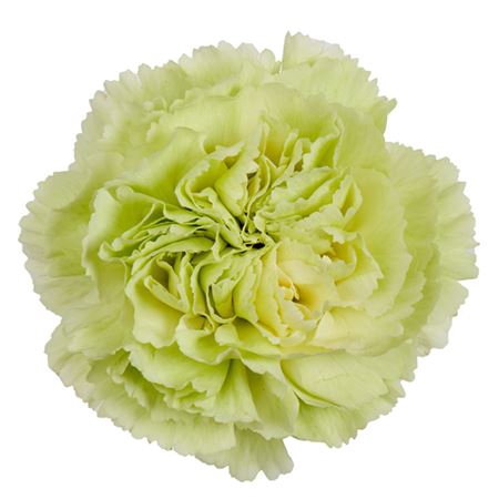 <h4>Di St Gr. Prado Mint</h4>
