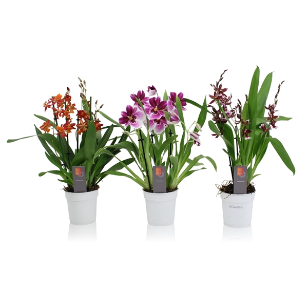 <h4>Inca Orchid mix 4-5 spike</h4>