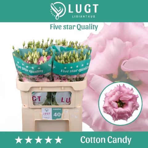 <h4>Eus G Cotton Candy</h4>