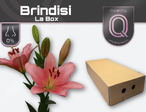 <h4>LI LA BRINDISI LA BOX 4+</h4>