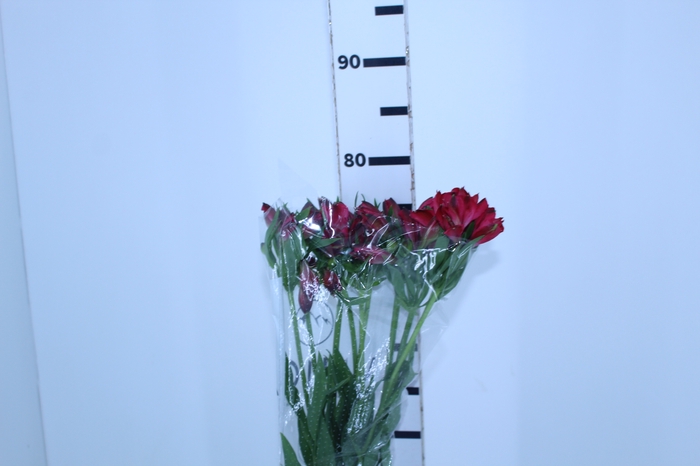 <h4>ALSTROEMERIA MARIAN 080 CM VERMELHO</h4>