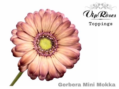 <h4>Gerbera paint mini mokka</h4>