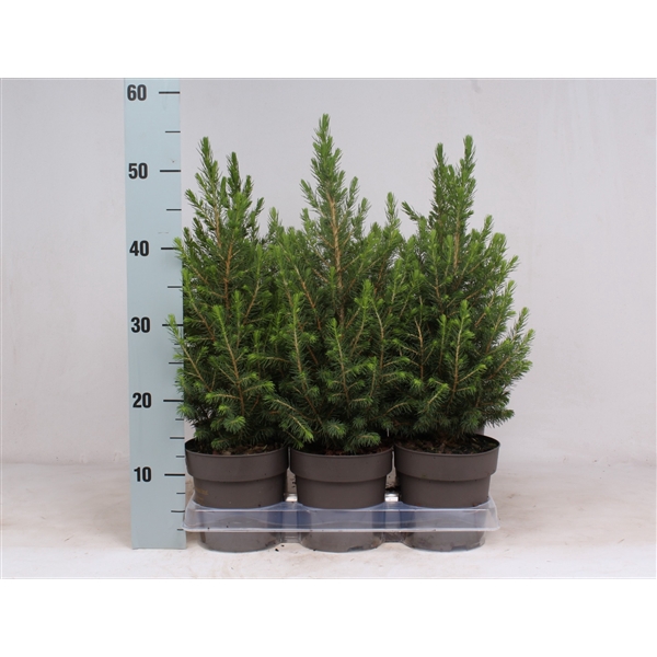 <h4>Picea glauca 'Conica'</h4>