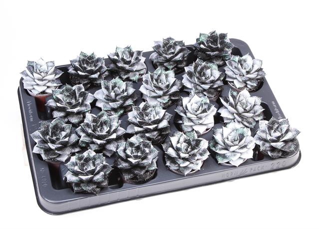 <h4>ECHEVERIA PURPER BLACK WHITE P5,5</h4>