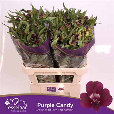 <h4>Alstr Purple Candy Nieuw</h4>