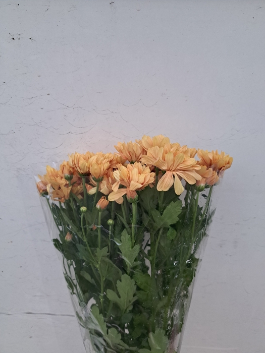 <h4>CHR T CANTALOUPE</h4>