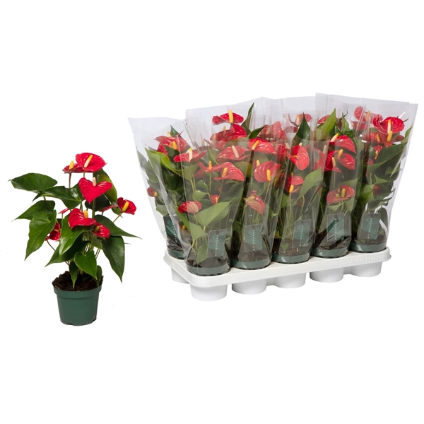 <h4>Anthurium Aristo 12cm - Just Plants</h4>