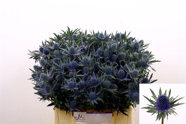 <h4>ERYN AQUARIUS QSTAR</h4>
