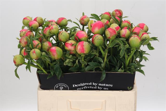 <h4>Paeonia coral sunset</h4>