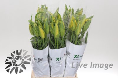 <h4>Tulipa fre la courtine parrot</h4>