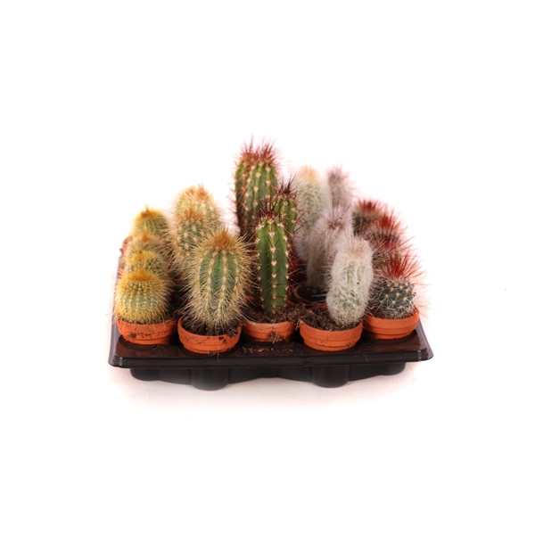 <h4>Cactus mix 3,5 cm</h4>