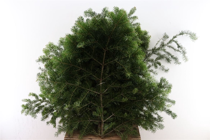 <h4>Abies Nobilis 65cm Stem</h4>