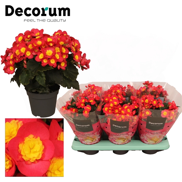 <h4>Begonia ''valentino pink'' Decorum</h4>
