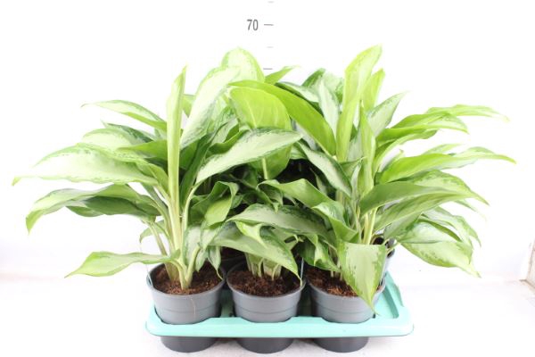<h4>Aglaonema  'Cleopatra'</h4>