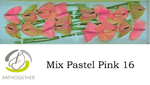 <h4>Anthurium mix pastel pink</h4>