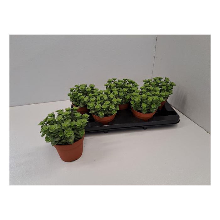 <h4>Crassula perforata 13Ø 22cm</h4>
