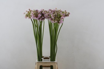<h4>Allium Rosy Bells</h4>