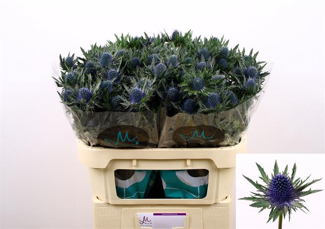 <h4>Eryngium apus questar</h4>