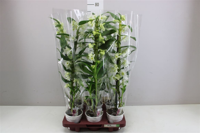<h4>Dendrobium Nobilee Wit 1 Tak</h4>