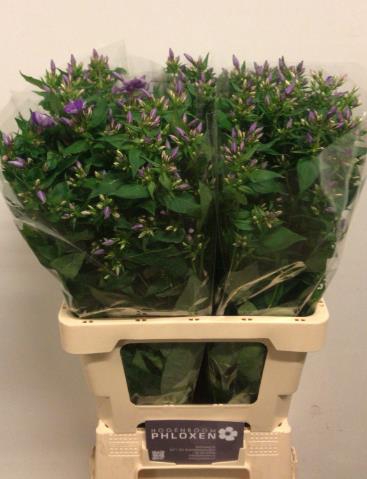 <h4>Phlox crissy</h4>