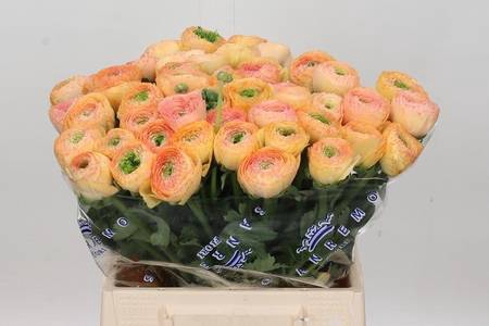 <h4>Ranunculus clooney tuareq</h4>