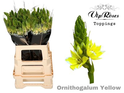 <h4>Ornithogalum paint yellow</h4>