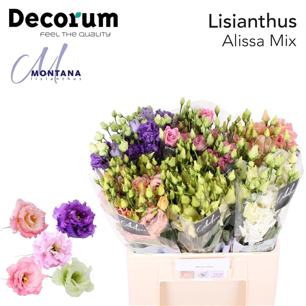 <h4>Lisianthus Alissa mix 60cm</h4>
