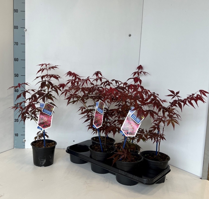 <h4>Acer Pa Atropurpureu</h4>