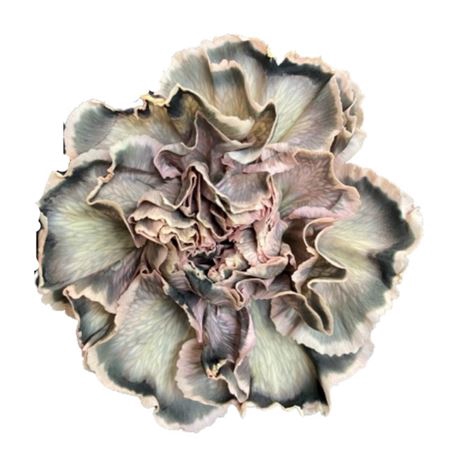 <h4>Di St Molly Black Caramel</h4>