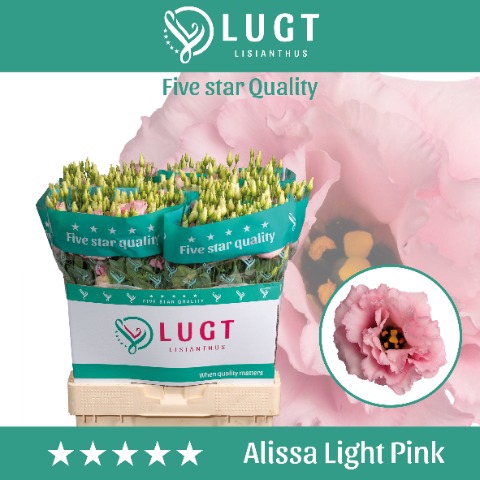 <h4>Eust. Alissa Light Pink 544</h4>