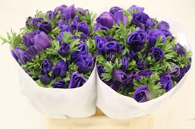 <h4>Anemone mistral plus blue</h4>