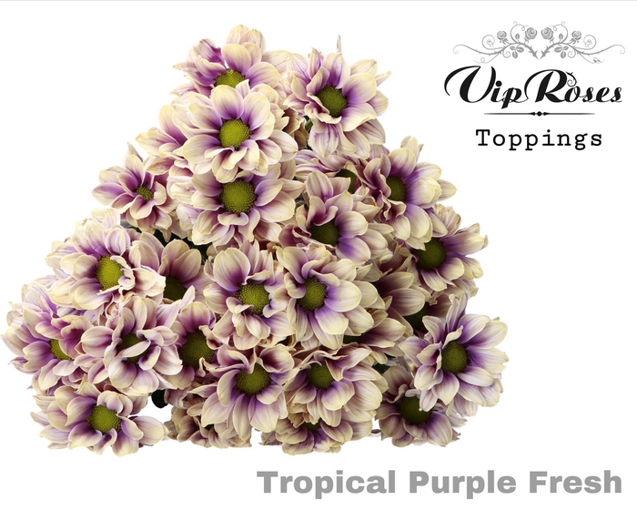 <h4>Chr T Tropical Purple Fresh</h4>