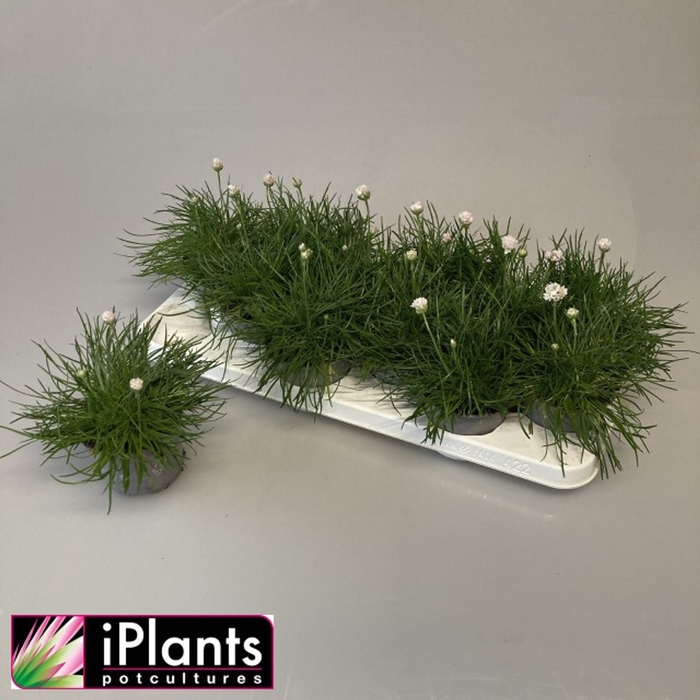 <h4>Armeria maritima Armada White</h4>