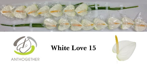 <h4>Anthurium love white</h4>