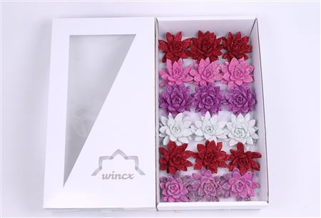 <h4>Echeveria glitter love mix wincx cutflower</h4>