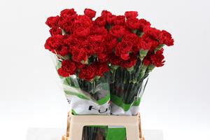 <h4>Dianthus st red soho</h4>