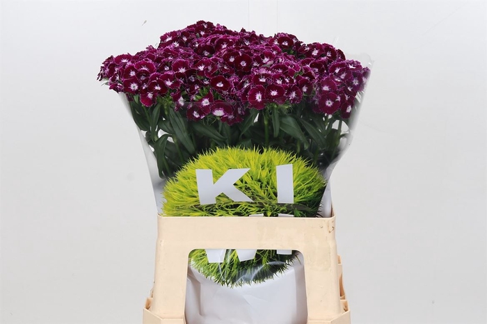 <h4>Dianthus Br Kiwi Polka Violet Xxl</h4>