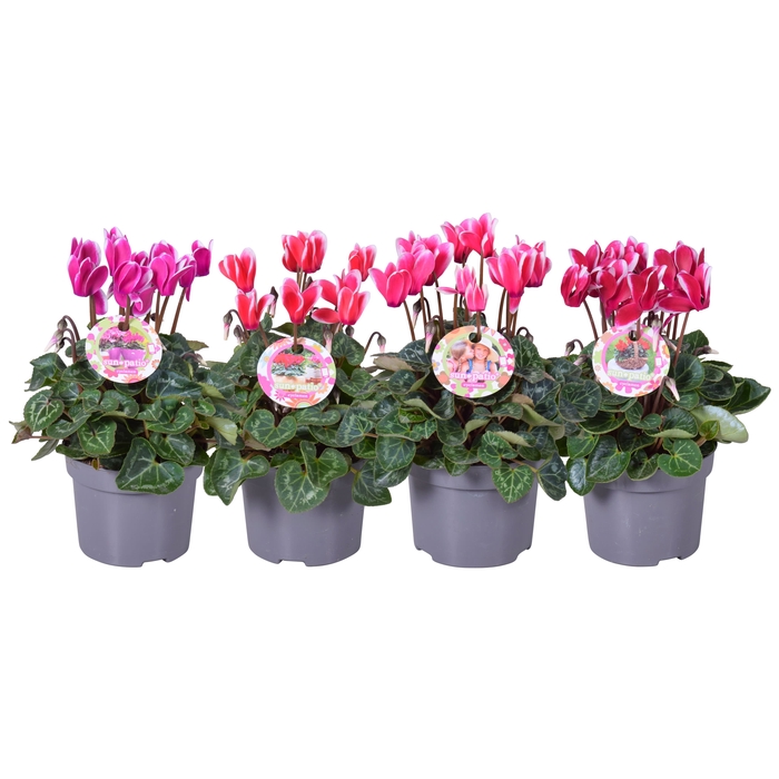 <h4>Cycl patio mix fantasia + H.etiket</h4>